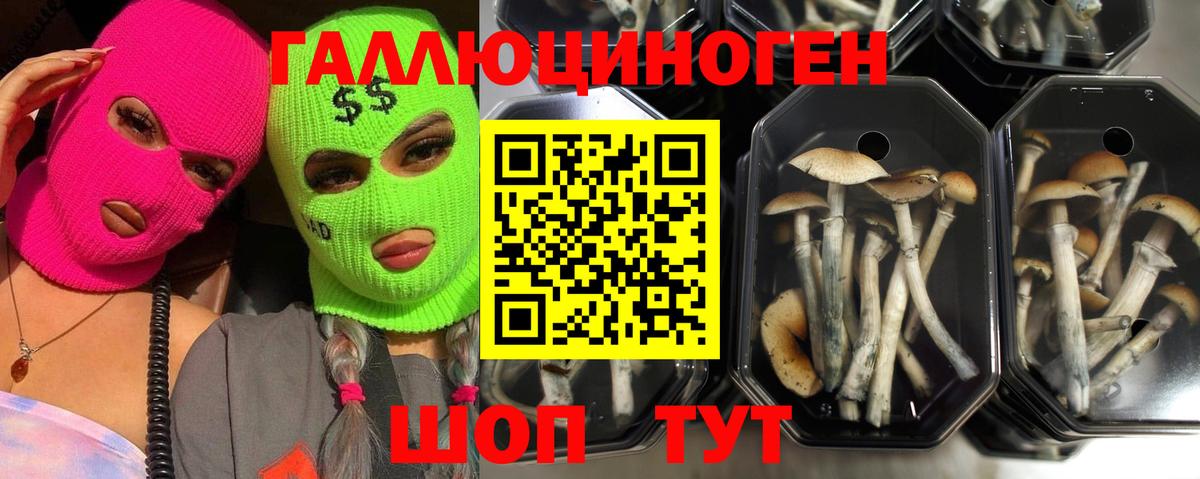 Псилоцибиновые грибы MAGIC MUSHROOMS  купить  цена  Вход с VPN  Луга  Галлюциногенные грибы прущие грибы 